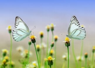 Kto jedzie w aucie z parą młodą?