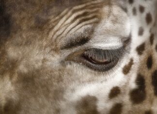 Jak usunąć plamy potu z czapki z daszkiem?