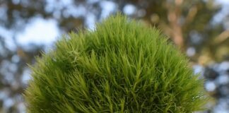 Ile bukietów na stół weselny?