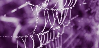 Czy w CCC są oryginalne vansy?