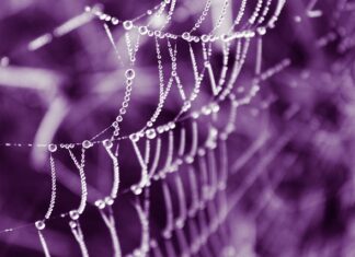 Czy w CCC są oryginalne vansy? Czy w CCC są oryginalne vansy?