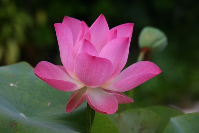 Jak się mówi po angielsku dres? Jak się mówi po angielsku dres?