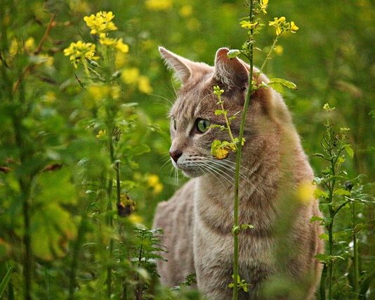 Dlaczego creepery boją się kotów? Dlaczego creepery boją się kotów?