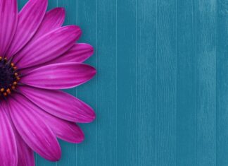 Co kupić dla gości? Co kupić dla gości?