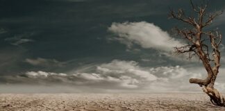 Czy suszy się bukiet ślubny?