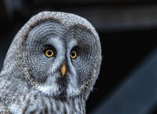 Jak podziękować za darowiznę?