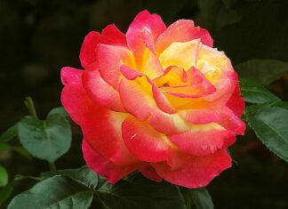 Jak napisać podziękowanie za imprezę?