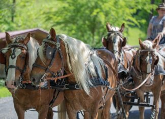 Jak udekorować klatkę schodową na ślub?