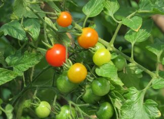 Czy creepersy są wygodne? Czy creepersy są wygodne?