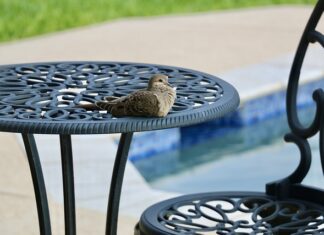 Czy na basenie można kąpać się w spodenkach? Czy na basenie można kąpać się w spodenkach?