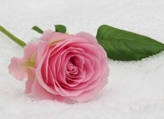 Ile daje się na komunię 2023? Ile daje się na komunię 2023?