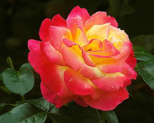 Jak napisać podziękowanie za gościnę?