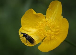 Kto plecie koronę? Kto plecie koronę?