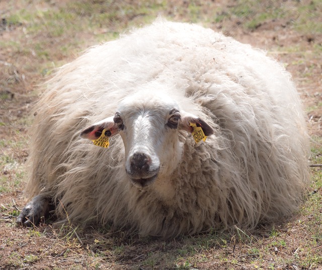 Co lepsze merino czy kaszmir? Co lepsze merino czy kaszmir?
