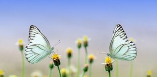 Kiedy para młoda wychodzi z kościoła?