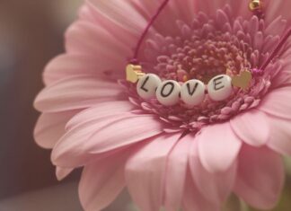 Ile kosztuje Gerber kwiat? Ile kosztuje Gerber kwiat?