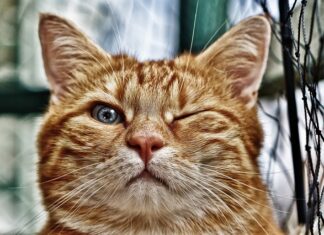 Ile oczek nabrać? Ile oczek nabrać?