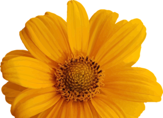 Jak pięknie wyglądać w domu?